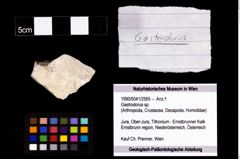 Foto (Objekt + Etikett) von Gastrodorus sp.  (NHMW-GEO-1990-0041-2565)